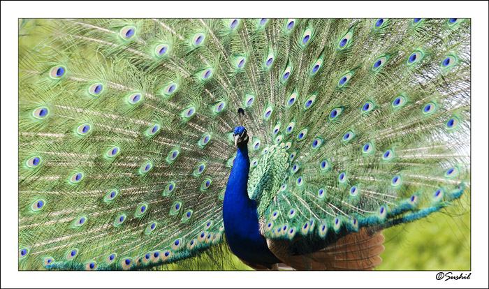 _DSC3356.jpg - Peacock in Folsom Zoo