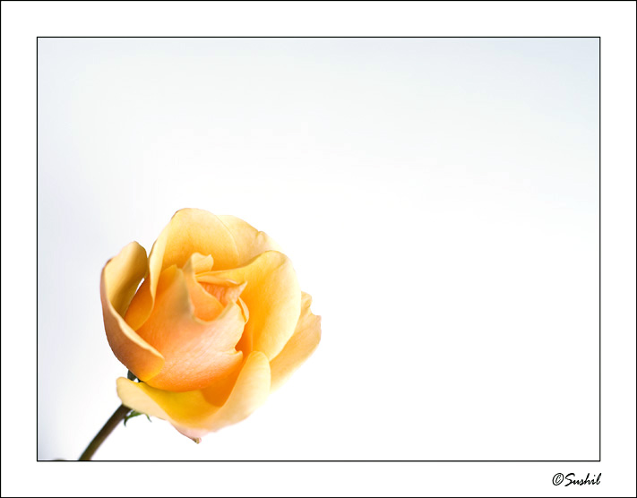 _DSC2123.jpg - Yellow Rose