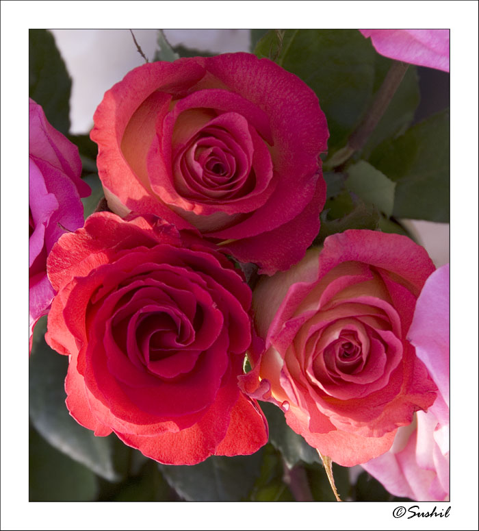 _DSC4274.jpg - Mother's day roses