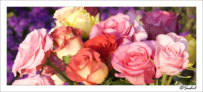 _DSC4275.jpg - Mother's day roses